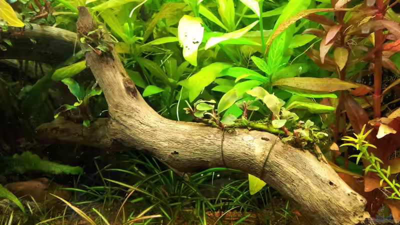 Pflanzen im Aquarium Grüner Dschungel von Liquid (35)