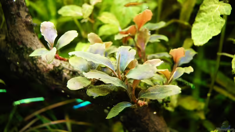 Pflanzen im Aquarium Grüner Dschungel von Liquid (36)