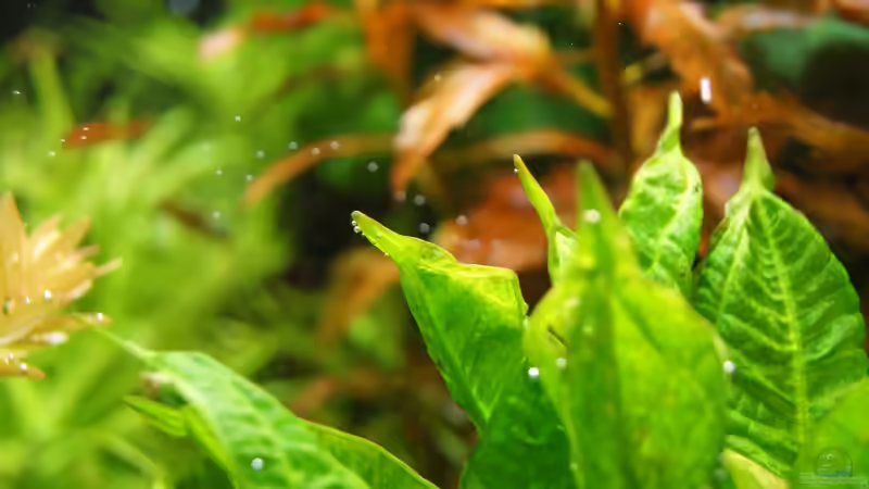 Pflanzen im Aquarium Grüner Dschungel von Liquid (37)