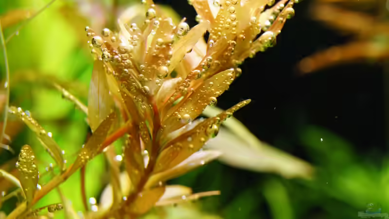 Pflanzen im Aquarium Grüner Dschungel von Liquid (39)