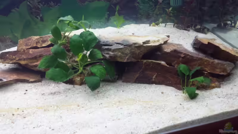 Pflanzen im Aquarium GRÜNER VERSUCH von schilli (14)