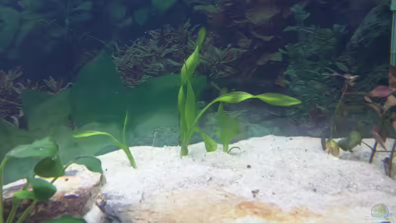 Pflanzen im Aquarium GRÜNER VERSUCH von schilli (15)