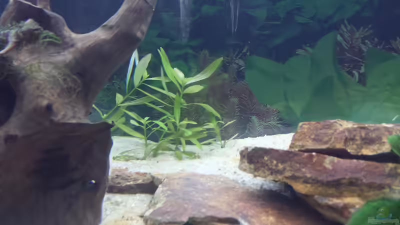 Pflanzen im Aquarium GRÜNER VERSUCH von schilli (16)