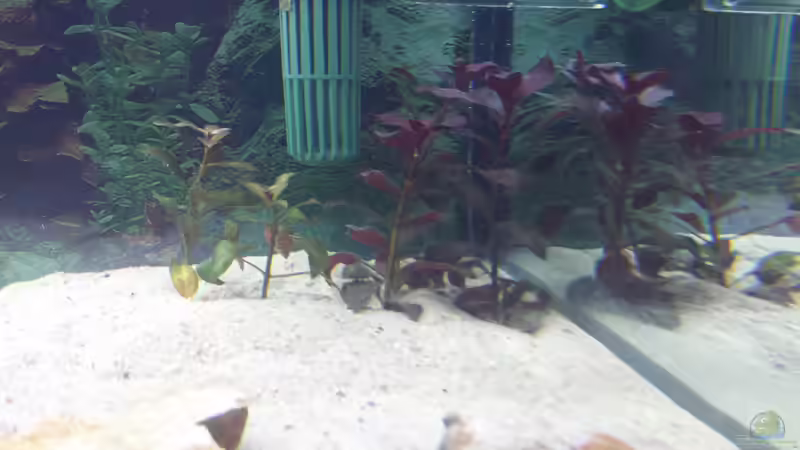 Pflanzen im Aquarium GRÜNER VERSUCH von schilli (18)