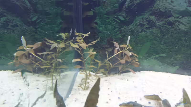 Pflanzen im Aquarium GRÜNER VERSUCH von schilli (19)