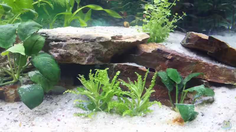 Pflanzen im Aquarium GRÜNER VERSUCH von schilli (21)