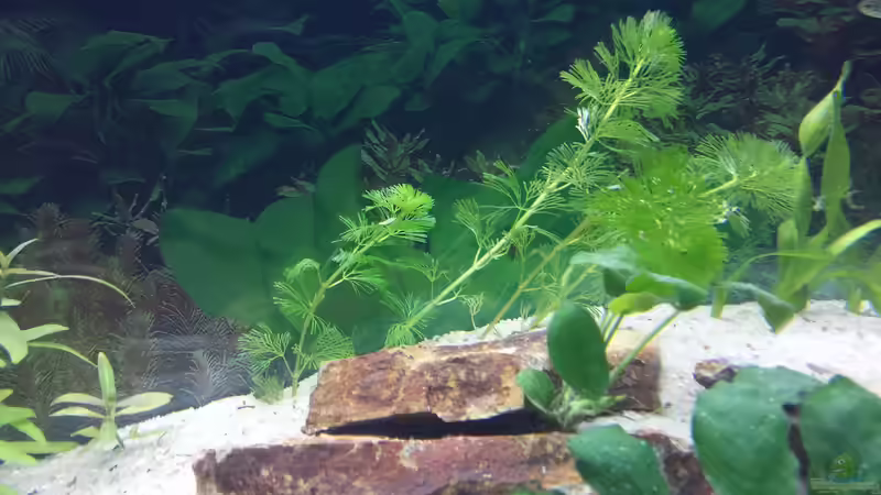 Pflanzen im Aquarium GRÜNER VERSUCH von schilli (22)