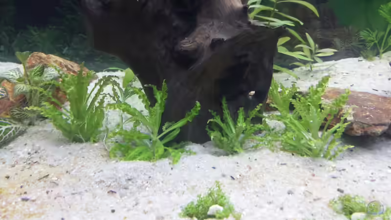 Pflanzen im Aquarium GRÜNER VERSUCH von schilli (23)