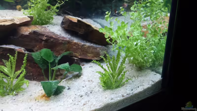 Pflanzen im Aquarium GRÜNER VERSUCH von schilli (24)