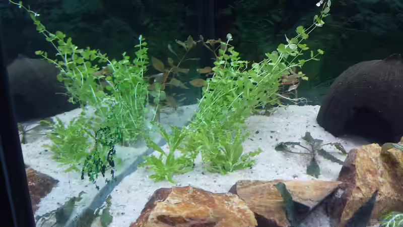 Pflanzen im Aquarium GRÜNER VERSUCH von schilli (26)