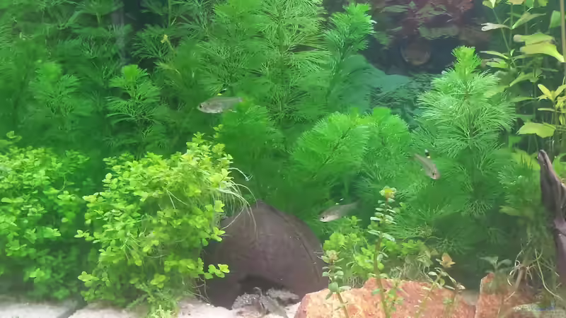 Pflanzen im Aquarium GRÜNER VERSUCH von schilli (28)