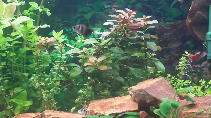 Pflanzen im Aquarium GRÜNER VERSUCH von schilli (31)