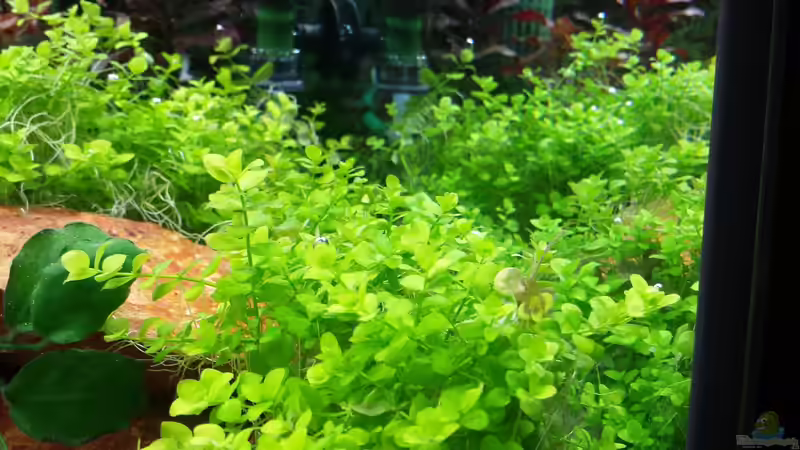 Pflanzen im Aquarium GRÜNER VERSUCH von schilli (32)