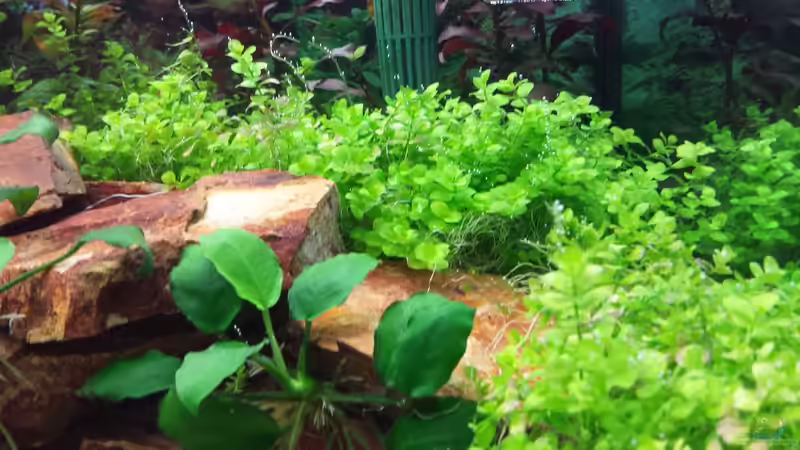 Pflanzen im Aquarium GRÜNER VERSUCH von schilli (33)