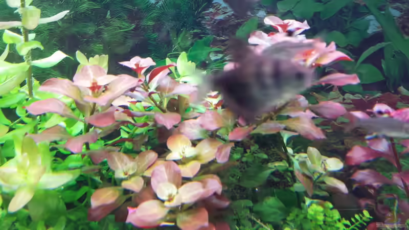 Pflanzen im Aquarium GRÜNER VERSUCH von schilli (34)