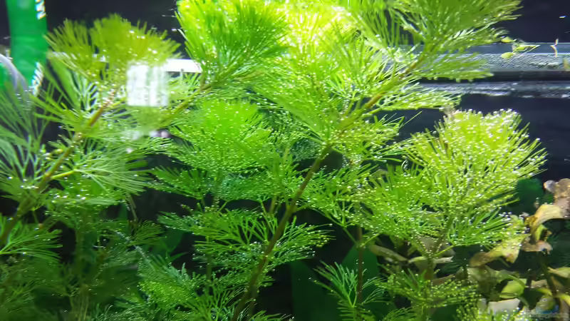 Pflanzen im Aquarium GRÜNER VERSUCH von schilli (35)