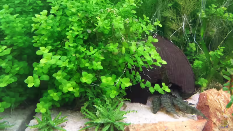 Pflanzen im Aquarium GRÜNER VERSUCH von schilli (36)