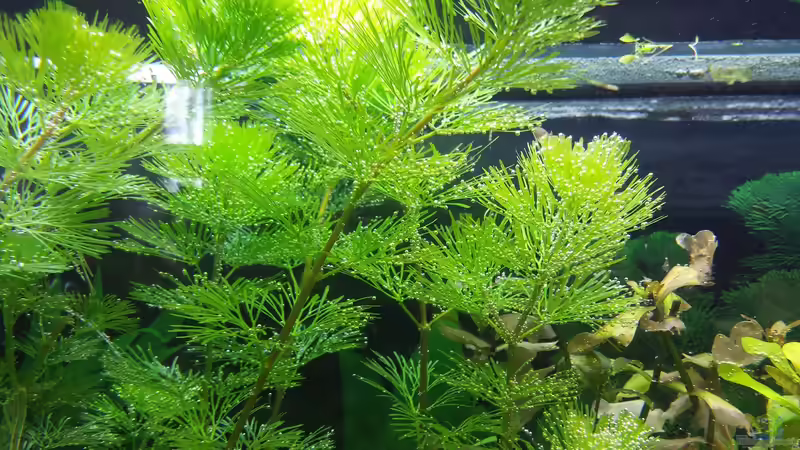 Pflanzen im Aquarium GRÜNER VERSUCH von schilli (37)