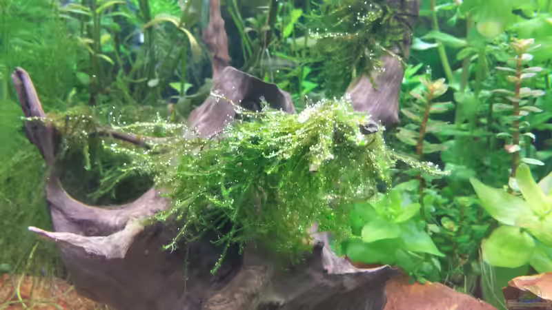 Pflanzen im Aquarium GRÜNER VERSUCH von schilli (38)