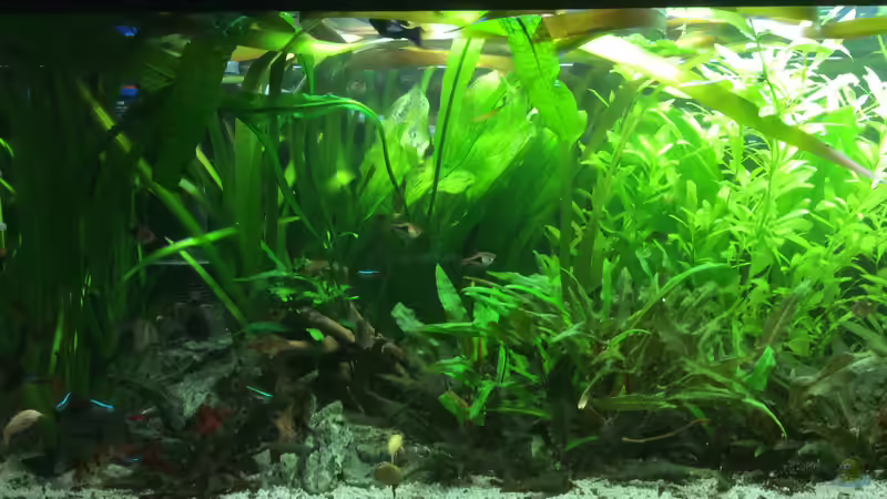 Pflanzen im Aquarium Grünes Paradies von GG (3)