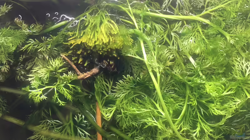 Pflanzen im Aquarium Guppy - Zwischenstation von der Steirer (8)