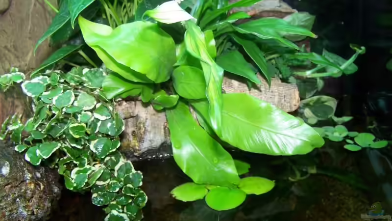 Pflanzen im Aquarium Guppybach-Paludarium - einheimische Guppies von schnitzler (15)