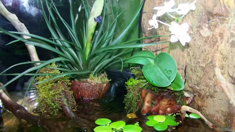 Pflanzen im Aquarium Guppybach-Paludarium - einheimische Guppies von schnitzler (17)