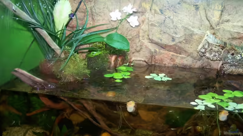 Pflanzen im Aquarium Guppybach-Paludarium - einheimische Guppies von schnitzler (19)
