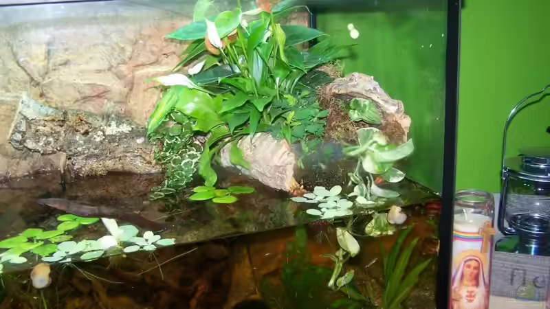 Pflanzen im Aquarium Guppybach-Paludarium - einheimische Guppies von schnitzler (20)