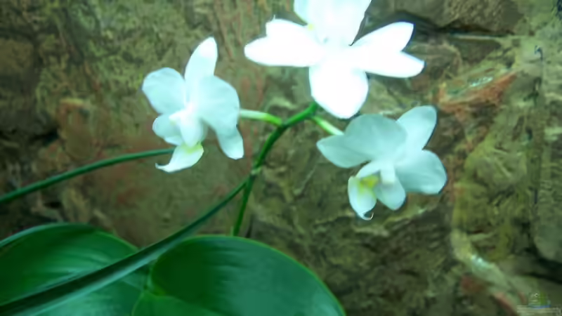 Pflanzen im Aquarium Guppybach-Paludarium - einheimische Guppies von schnitzler (21)