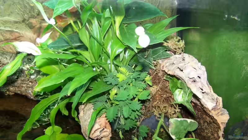 Pflanzen im Aquarium Guppybach-Paludarium - einheimische Guppies von schnitzler (23)