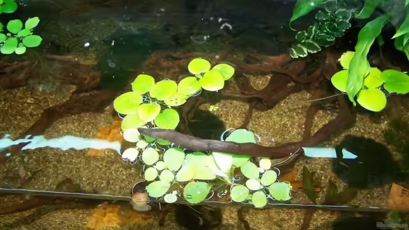 Pflanzen im Aquarium Guppybach-Paludarium - einheimische Guppies von schnitzler (24)