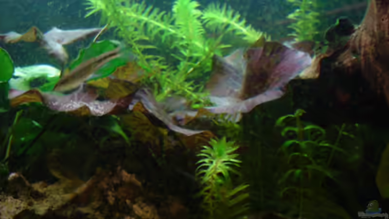 Pflanzen im Aquarium Guppyland von Alexander Wechsler (3)
