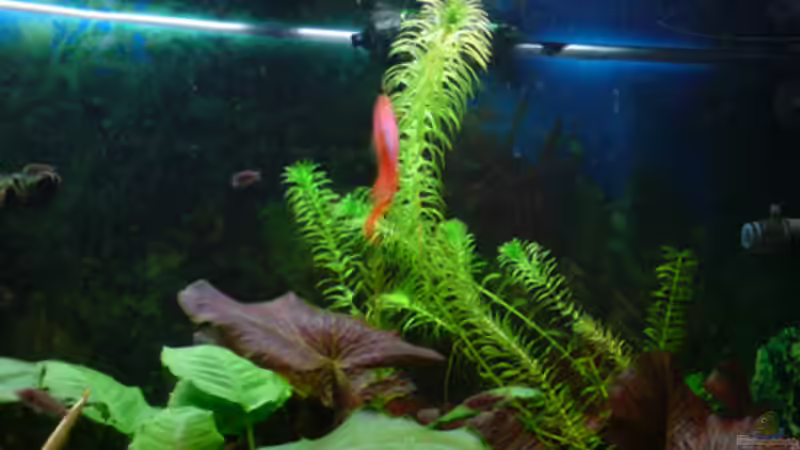 Pflanzen im Aquarium Guppyland von Alexander Wechsler (4)