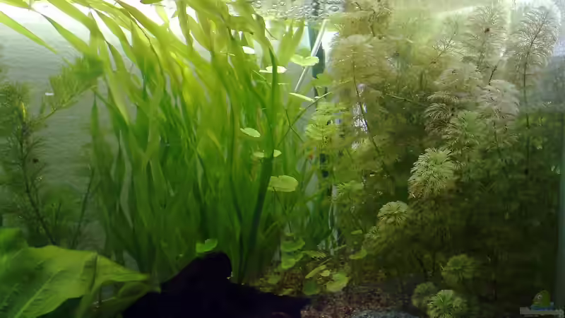Pflanzen im Aquarium Guppys von Welslau (6)