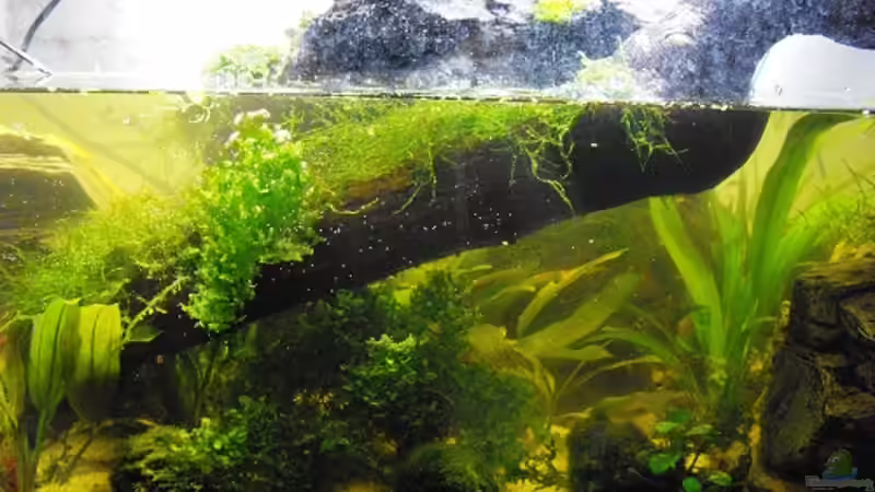 Pflanzen im Aquarium Halbvoll oder halbleer? von Yvonne Storms (5)