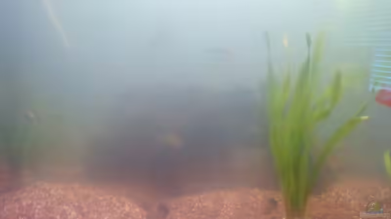 Pflanzen im Aquarium Hauptbecken von TheLegacy94 (4)