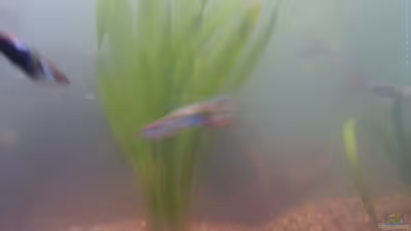 Pflanzen im Aquarium Hauptbecken von TheLegacy94 (5)