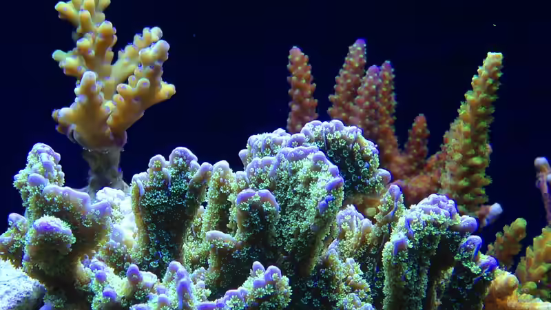 Pflanzen im Aquarium Hawaiian Tank von uschi vanHouten (5)