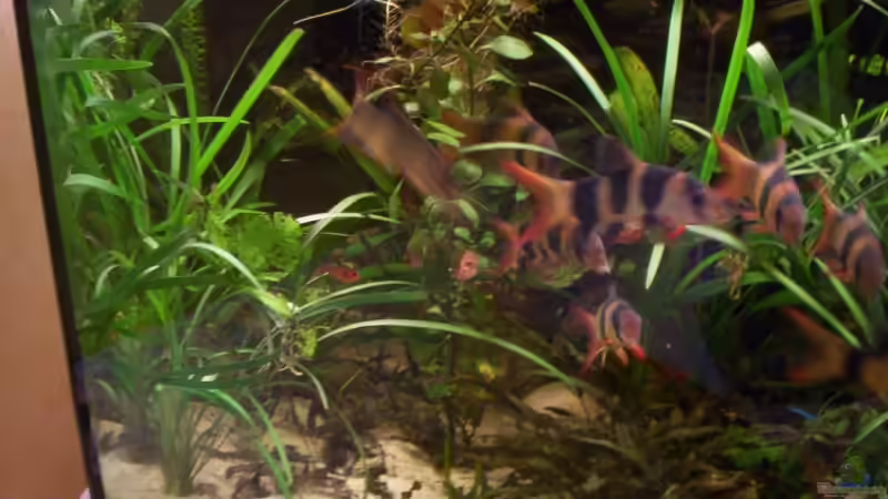 Pflanzen im Aquarium Heimat in 6 Ecken (nur noch als Beispiel) von schmitzkatze (3)