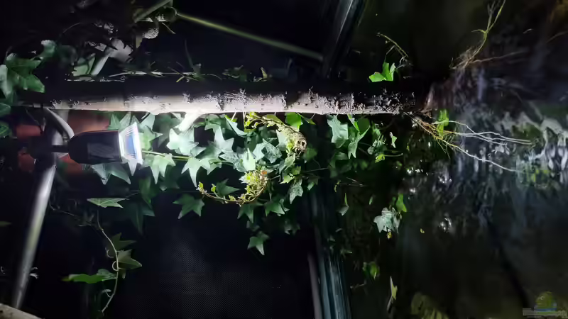 Pflanzen im Aquarium Heimisches Kaltwasserbecken von Clemens R (4)