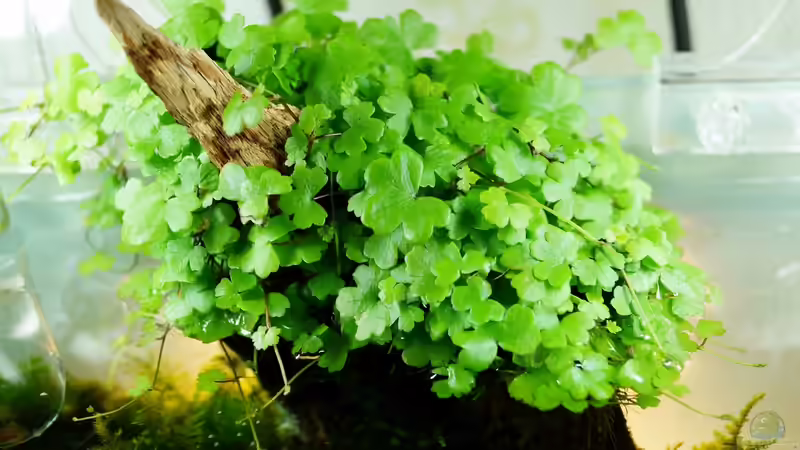 Pflanzen im Aquarium Hello old Quercus von -serok- (2)