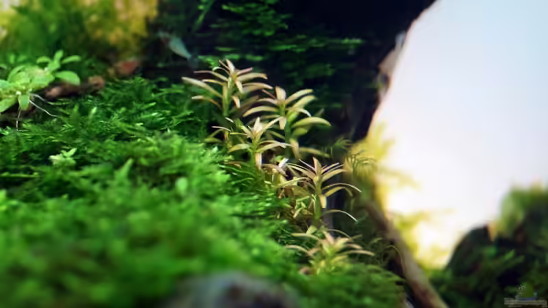 Pflanzen im Aquarium Hello old Quercus von -serok- (3)