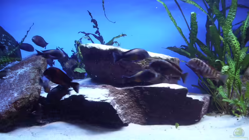 Pflanzen im Aquarium Herzinfarktrisikosenker, nur noch als Beispiel von Niklot (4)