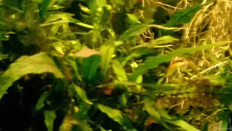 Pflanzen im Aquarium Hessen Rio von Lars Ascher (28)