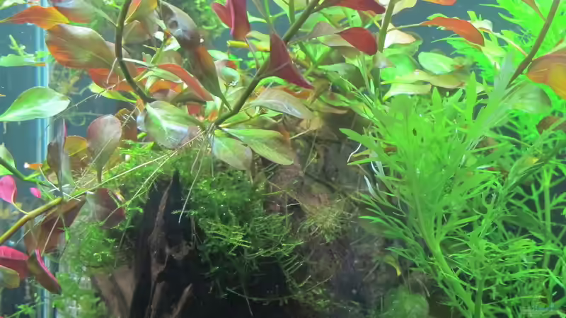 Pflanzen im Aquarium Hinomaru (AUFGELÖST) von Sarah (11)