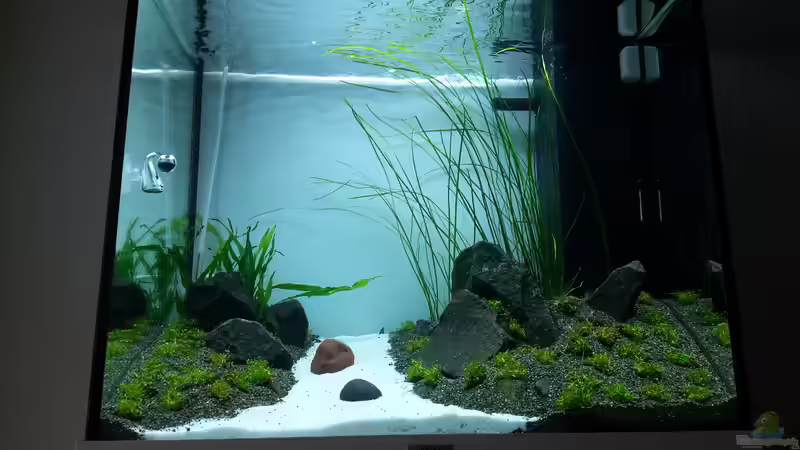 Pflanzen im Aquarium History Stones von P4mpersb0mber (5)