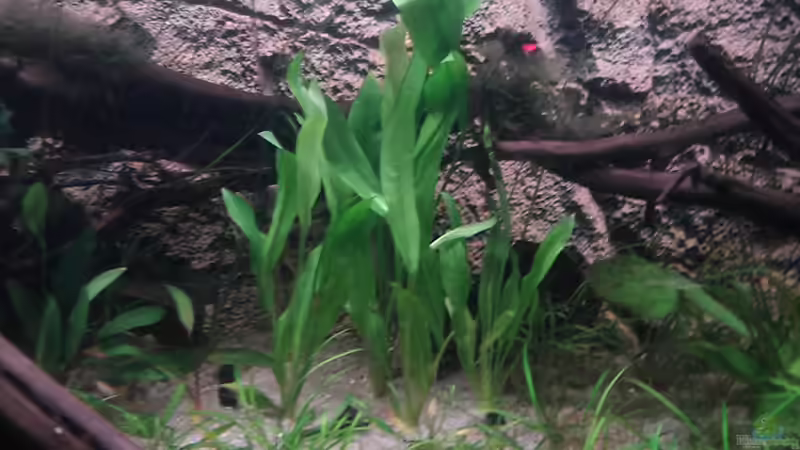 Pflanzen im Aquarium Home sweet home von Tommy Schubert (12)