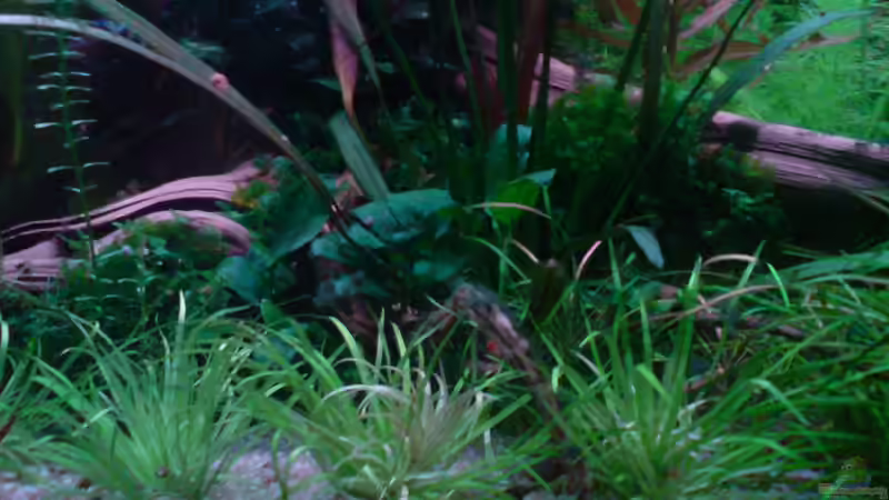 Pflanzen im Aquarium Home sweet home von Tommy Schubert (13)