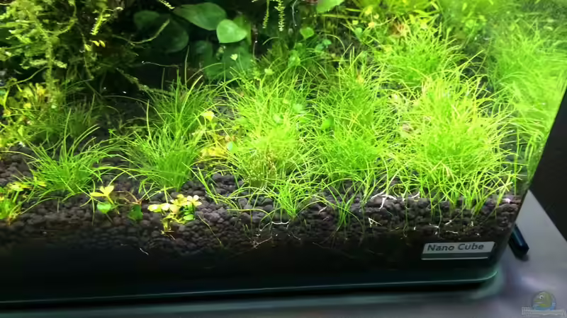 Pflanzen im Aquarium i love leaves ! von Ayahuasca (102)